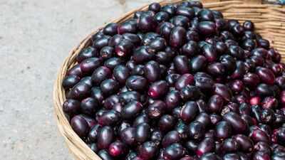 This Indian berry holds the power to manage high sugar levels