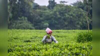 Tea body submits white papers, seeks govt intervention for Darjeeling, Dooars tea revival