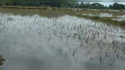 Farmers face huge losses as flood damages paddy crops