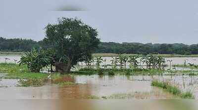 Farmers face huge losses as flood damages paddy crops