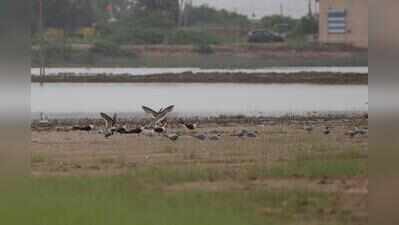 Indian skimmer tagged in MP spotted near Nalsarovar