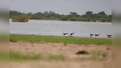 Indian skimmer tagged in MP spotted near Nalsarovar