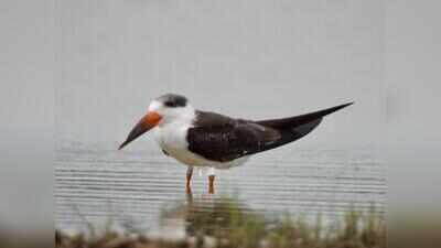 Indian skimmer tagged in MP spotted near Nalsarovar