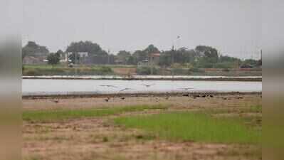 Indian skimmer tagged in MP spotted near Nalsarovar