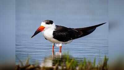 Indian skimmer tagged in MP spotted near Nalsarovar