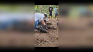 Bait bomb meant for wild boar kills bull near Chandaka sanctuary
