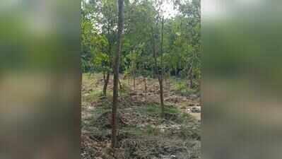 Activist flags lapses in Thane tree-cutting notice, seeks fresh survey