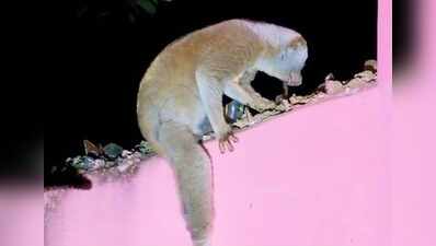 A wandering Bengal loris turns a quiet Cachar street into chaos, rescued