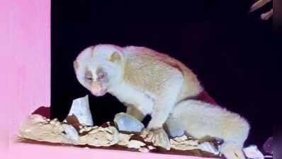 A wandering Bengal loris turns a quiet Cachar street into chaos, rescued