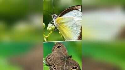 In Dehing Patkai’s jungle, 165 butterfly species take colourful flight