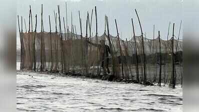 Goa revives native fish at its only Ramsar site through ‘fish ranching’