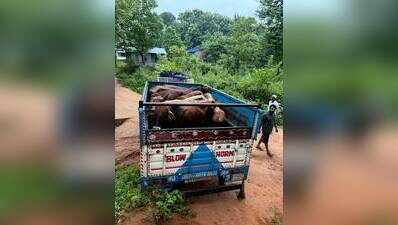 Police foil Illegal cattle smuggling bid, 17 cattle rescued