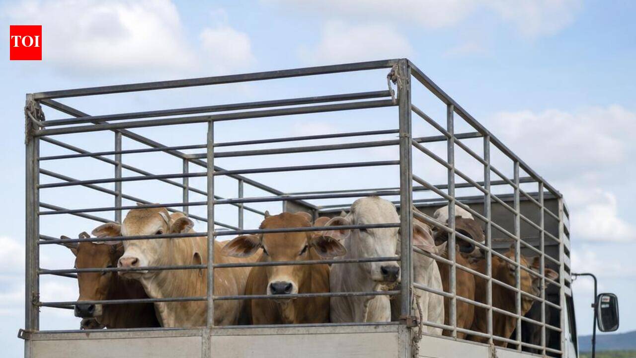 U'khand bans inter-state cattle transport amid 104 suspected lumpy skin disease cases