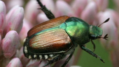 An invasive beetle wiped out black ash trees across parts of North America; scientists germinated 22,000 seeds, including genetic material from tree populations that no longer survive in the wild