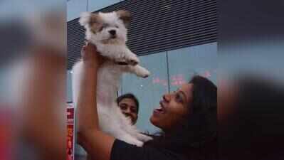 Pet registration drive sees sluggish response in Ahmedabad