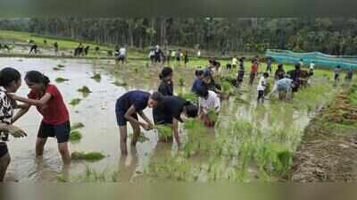 Sow less rice, more millets to save groundwater: IIT Gandhinagar-UFZ study