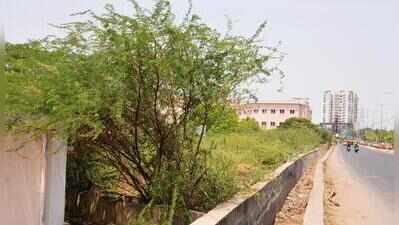 HC orders TN to release funds for removal of seemai karuvelam; warns of contempt