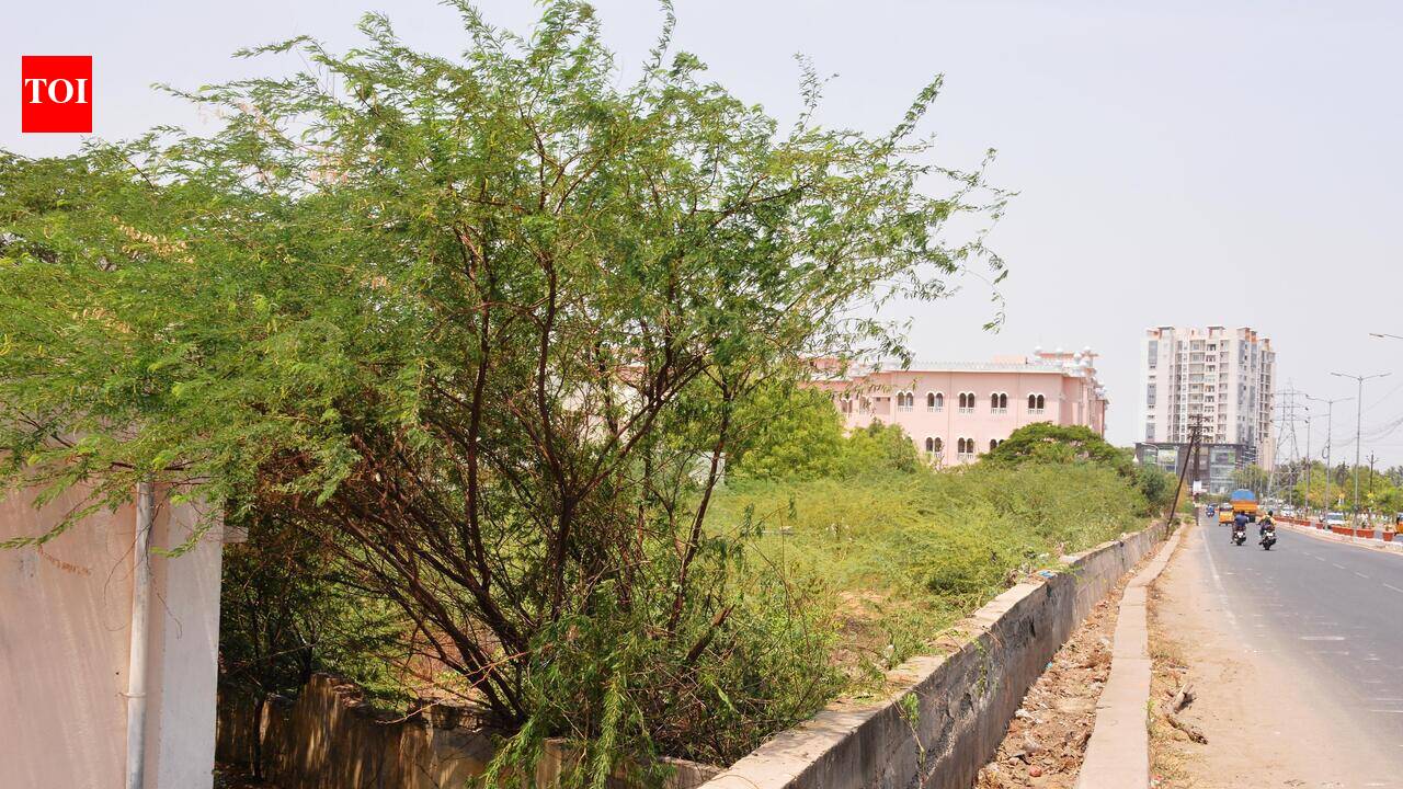 HC orders TN to release funds for removal of seemai karuvelam; warns of contempt