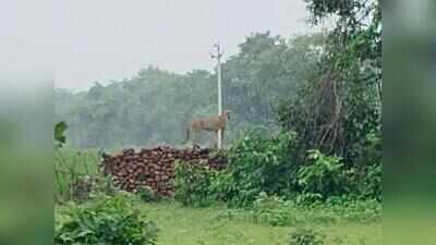 Botswana cheetahs from Kuno enter Raj, spotted in Baran’s Shahabad forests