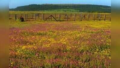 Delayed but abundant blooms expected in Kas this season