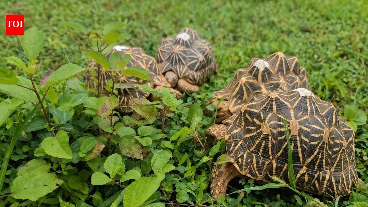 216 trafficked star tortoises find a new home in Tadoba
