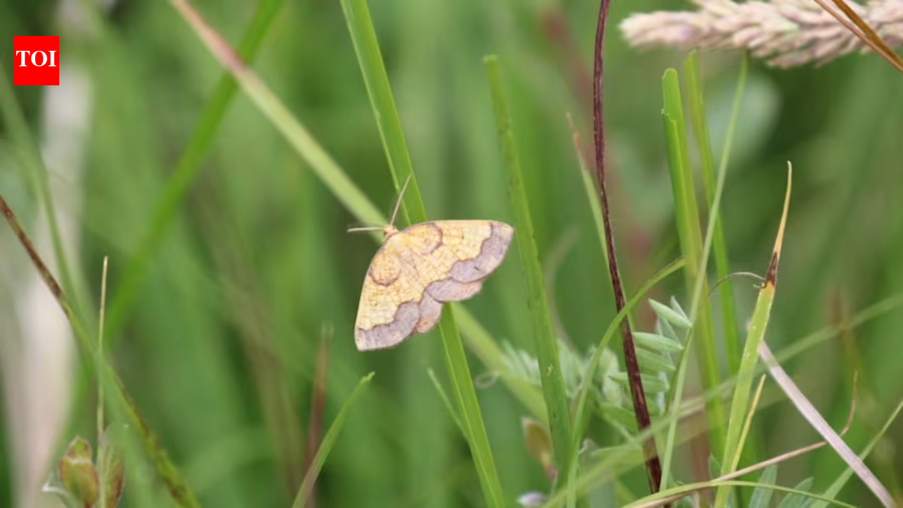 In 1952, one of England’s rarest moths was last recorded at a Northumberland estate