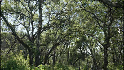 In 2005, a couple bought a 2,300-acre Napa ranch for $8 million; after a 17-year battle over plans for vineyards, the land was bought for $24 million and is becoming a public preserve
