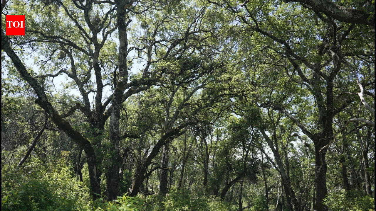2,300-acre Napa Ranch bought for $24M after 17-year vineyard battle