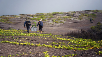 In 2007, only 6 Galápagos snapdragons were known to survive on remote lava fields; after conservationists planted 94 nursery-grown shrubs, the wild adult population has grown to 28