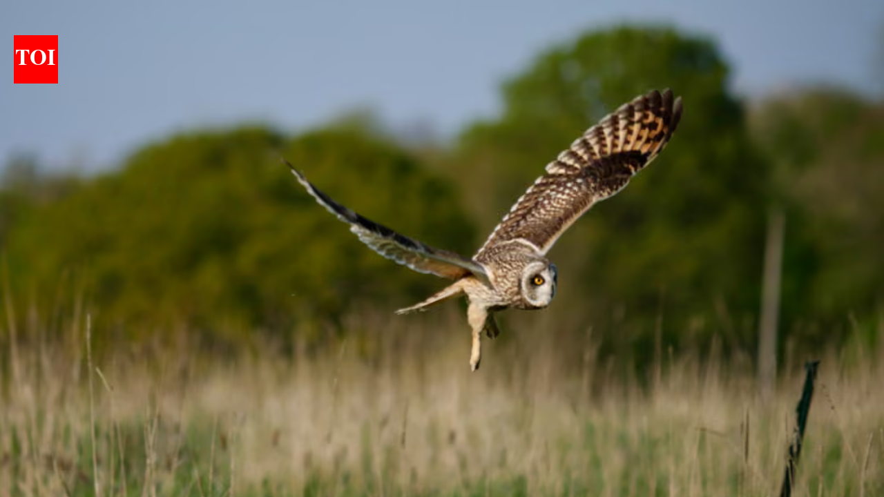 Humans stepped back from this UK dairy farm; 3 years later, 27 more bird species appeared