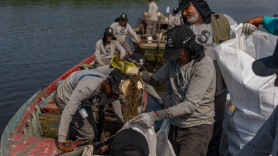 Brazil’s polluted Rio mangroves were disappearing under waste; then local fishers restored 18.2 hectares and more than 60 animal species returned