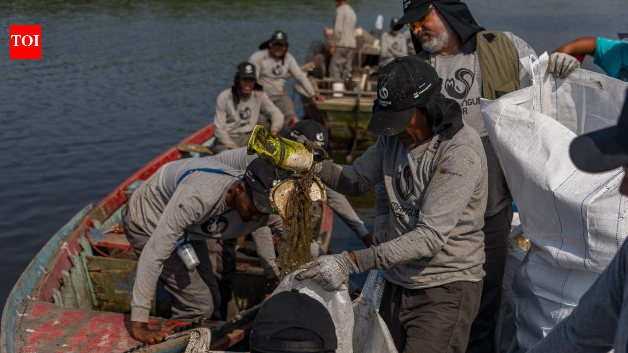 Brazil’s Rio mangroves were buried in waste; fishers restored them and 60 species returned