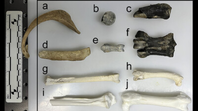 55 million-year-old penguin fossils reveal hidden chemical clues about Antarctica before the continent became frozen