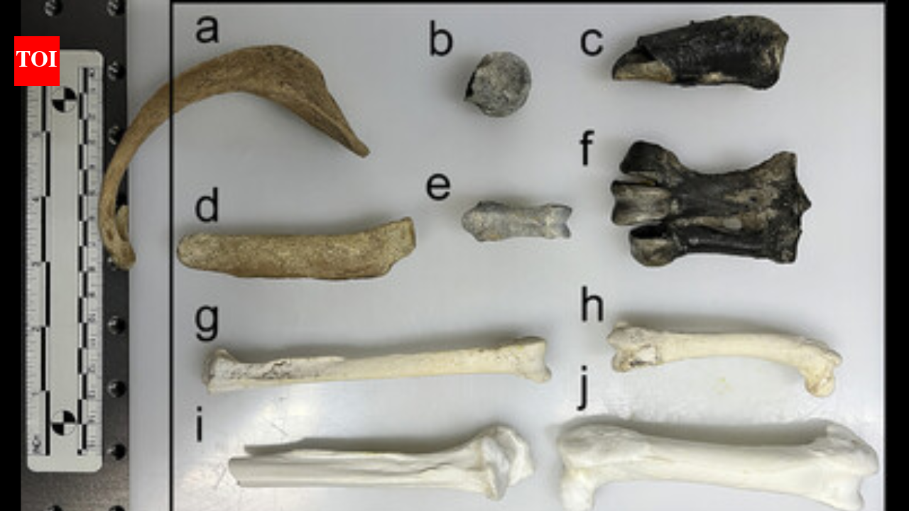 55 million-year-old penguin fossils reveal hidden chemical clues about Antarctica before the continent became frozen