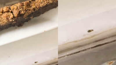 Shocker! Cockroach spotted inside Delhi’s Big Chill Cakery dessert display, sparks online outrage