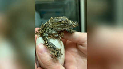 France heatwave: 10 Nile crocodiles hatch on their own for the first time