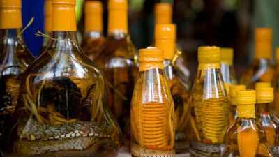 What is snake wine? Why it is so popular in Asian countries
