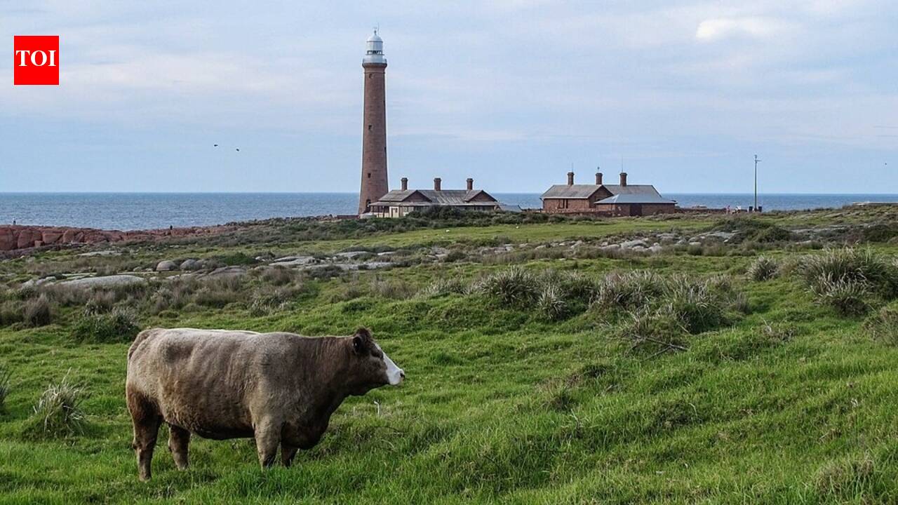 In 1999, a caretaker moved to an Australian island with a major little penguin colony; he spent 25 years maintaining its lighthouse and environment