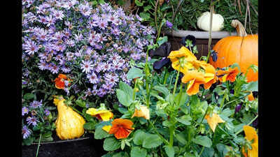Easy ways to give your garden planters a beautiful fall glow-up: Simple ideas to refresh your outdoor space