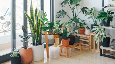 5 budget-friendly DIY entryway decor ideas using just plants and decorative pots that instantly upgrade the home
