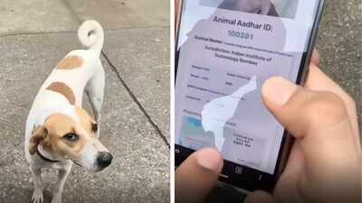IIT Bombay gives stray dogs QR IDs; internet says ‘Dogesh Bhai is a citizen’