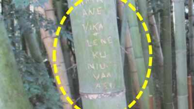 Tourists carved names into around 350 bamboo stalks in Kyoto’s Arashiyama grove; the damage cannot be repaired, so officials began cutting bamboo and moving the grove beyond visitors’ reach