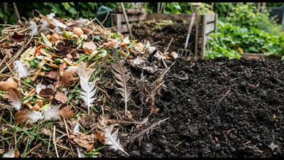 Researchers composted discarded chicken feathers and mixed them into soil; treated feather waste supported greater vegetable height, leaf production and biomass