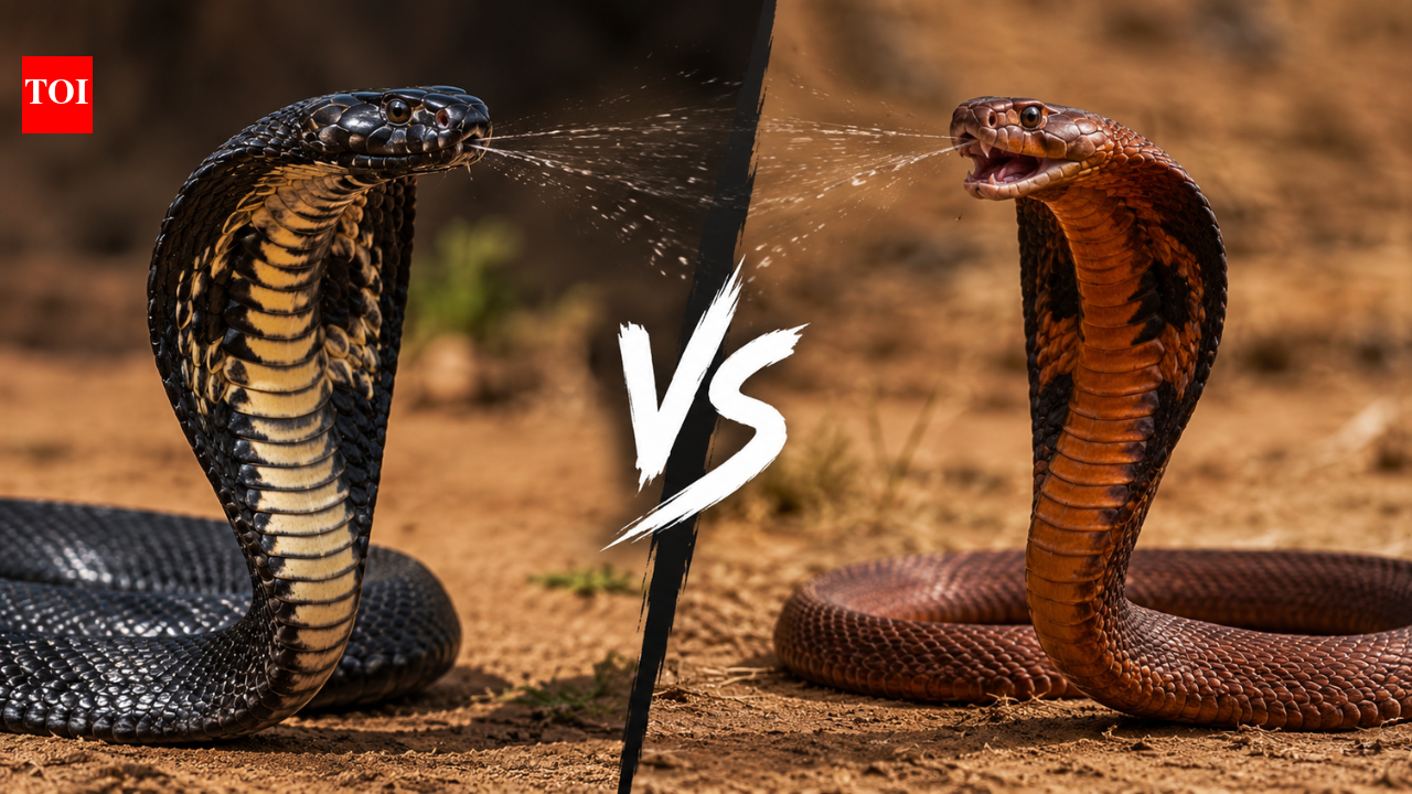 EtimesBlack-necked spitting cobra vs red spitting 