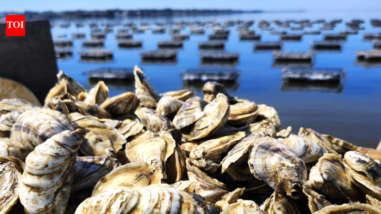 Thieves stole 400,000 oysters worth about $350,000 from an Australian farm; the grower says...
