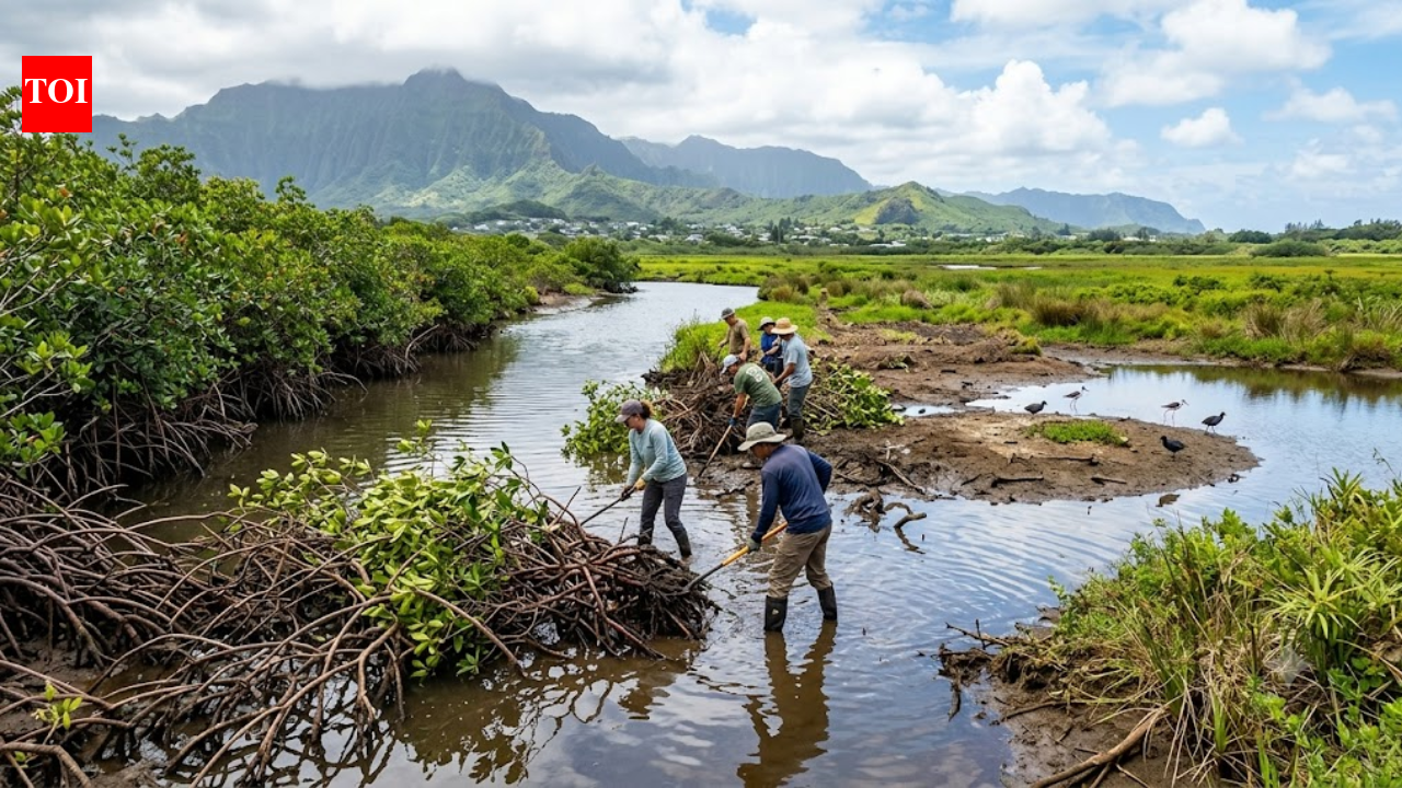 More than 100 years ago, red mangroves were introduced to Hawaii; now crews are trying to...