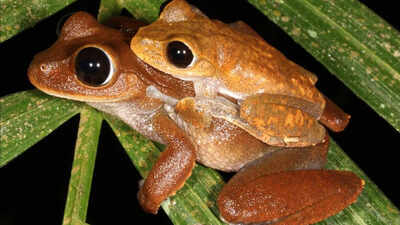 Scientists searched for threatened Australian rainforest frogs without seeing or hearing them; DNA in creek water collected up to 22 km downstream revealed populations in places where the frogs had disappeared