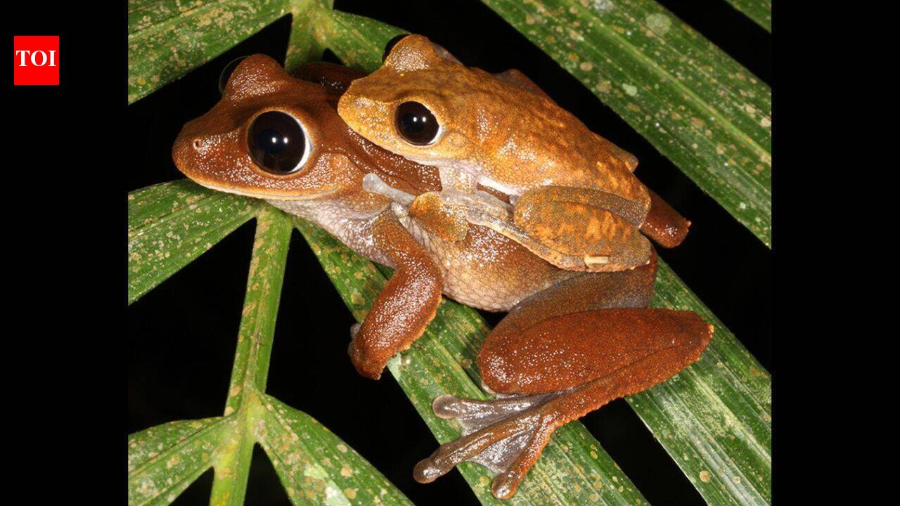 Creek water DNA helps scientists find Australian frogs thought to have disappeared