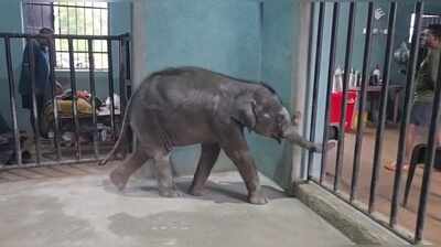 Keonjhar nursery nurtures orphaned elephant calf