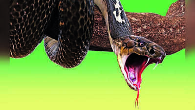 On Rakhi-eve, siblings die from snake bite